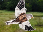 Anti-collisions électrostatiques Oiseaux des montagnes - Lot de 4