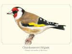 Carte Postale simple 10 x 15 cm Chardonneret élégant