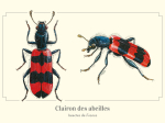 Carte postale naturaliste - Clairon des abeilles