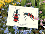 Carte postale naturaliste - Clairon des abeilles
