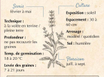 Graines Bio Sauge Verte