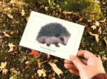 Carte postale naturaliste - Hérisson d'Europe