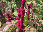 Graines Bio Amarante Éléphant Rouge