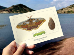 Carte postale naturaliste - Grand paon de nuit