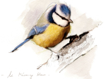 Oiseaux du jardin