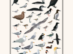 Affiche Oiseaux mers et océans, 30 x 40 cm