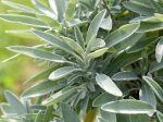 Graines Bio Sauge officinale
