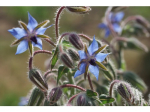 Graines Bio Bourrache officinale