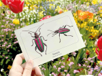 Carte postale naturaliste - Donacie
