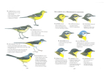 Identifier les oiseaux : éviter les pièges les plus complexes