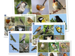 Cartes postales Oiseaux de chez nous