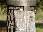 Piège chenilles processionnaires - Kit Ecopiège® 80 cm