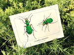 Carte postale naturaliste - Cicindèle champêtre