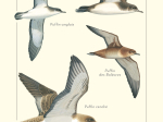 Carte postale simple 10 x 15 cm - Puffins