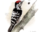 Oiseaux du jardin