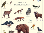 Affiche 40 x 60 cm - Animaux des montagnes