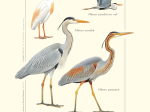 Affiche naturaliste, Hérons