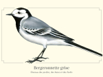 Carte Postale simple 10 x 15 cm Bergeronnette grise