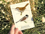 Carte postale naturaliste - Bouscarle de Cetti et Bruant des roseaux