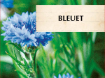 Graines Bio Centaurée Bleuet 