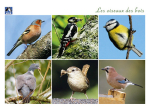 Cartes postales Oiseaux de chez nous