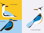 Oiseau + Oiseau, La mathématique des oiseaux