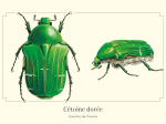 Carte postale naturaliste - Cétoine dorée