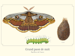 Carte postale naturaliste - Grand paon de nuit