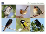 Cartes postales Oiseaux de chez nous