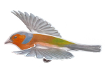 Lot de 4 mobiles Oiseaux n°2 - LPO x CPN