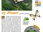 Les cahiers techniques - Papillons de jour, papillons toujours !