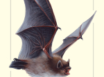 Carte postale simple 10 x 15 cm - Pipistrelle