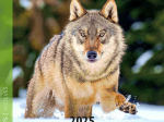 Calendrier 2025 Loups 30 x 30