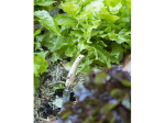 Couteau de jardin Opinel N°8