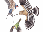 Anti-collisions électrostatiques Oiseaux des campagnes - Lot de 3