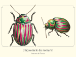 Carte postale naturaliste - Chrysomèle du romarin