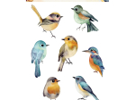Pochette tatouages LPO Oiseaux