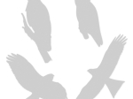 Stickers LPO anticollisions Oiseaux - Lot de 10