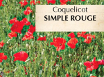 Graines Bio Coquelicot Rouge