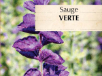 Graines Bio Sauge Verte