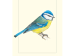 Carte Postale simple 10 x 15 cm Mésange bleue
