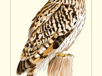 Carte postale simple 10 x 15 cm - Hibou des marais