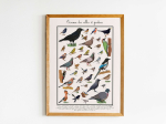 Affiche Oiseaux des villes et jardins, 30 x 40 cm