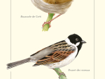 Carte postale naturaliste - Bouscarle de Cetti et Bruant des roseaux