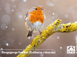 Pack Oiseaux des jardins