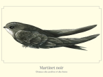 Carte Postale simple 10 X 15 cm Martinet noir