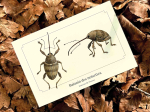 Carte postale naturaliste - Balanin des noisettes