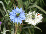 Graines Bio Nigelle de Damas