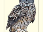 Carte postale simple 10 x 15 cm - Hibou grand-duc