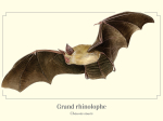 Carte postale simple 10 x 15 cm - Grand Rhinolophe